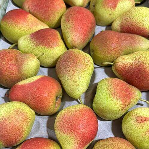 General Fruits Pear